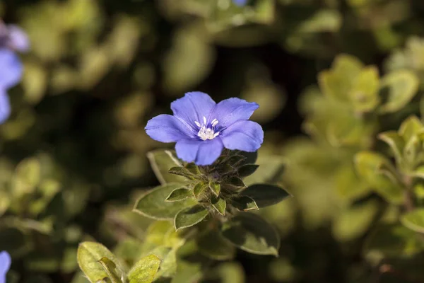 Błękitny Karzeł Ranna Sława Evolvulus Kwiat Kwiaty Ogrodzie Naples Florida — Zdjęcie stockowe