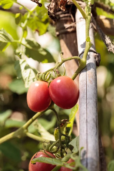 Katana Tomate Lycopersicon Lycopersicum Crece Huerto Botánico Orgánico Nápoles Florida —  Fotos de Stock