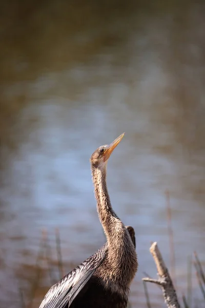 Female Anhinga Bird Called Anhinga Anhinga Snakebird Perches Pond Naples — Stock Photo, Image