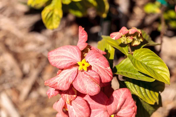 Blassrosa Blume Mussaenda Philippicz Dona Luz Blüht Einem Garten Neapel — Stockfoto