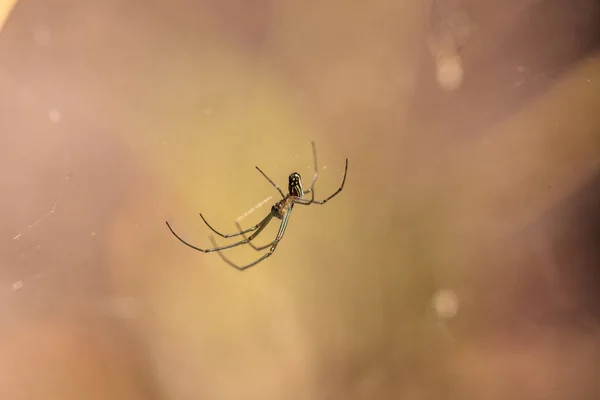 Obstgarten Kugelbahn Weberspinne Leucauge Venusta Inmitten Eines Netzes Neapel Florida — Stockfoto