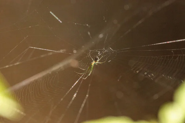果园圆球 织布蜘蛛 Leucauge Venusta 在一个网页中间的那不勒斯 佛罗里达州 — 图库照片