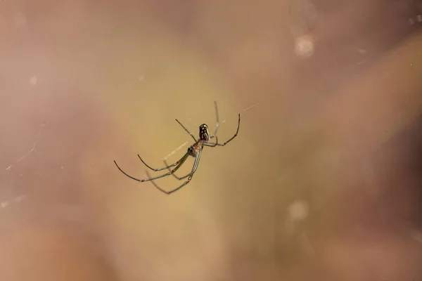 Orchard Orb Weaver Spider Leucauge Venusta Medio Una Telaraña Naples — Foto de Stock