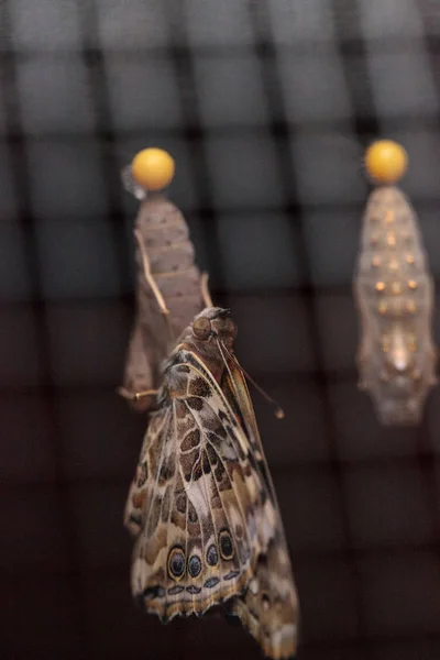 Βαμμένη Πεταλούδα Vanessa Cardui Προκύπτει Από Χρυσαλλίδα Ένα Κήπο Πεταλούδων — Φωτογραφία Αρχείου