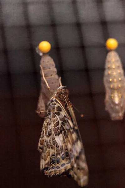 Βαμμένη Πεταλούδα Vanessa Cardui Προκύπτει Από Χρυσαλλίδα Ένα Κήπο Πεταλούδων — Φωτογραφία Αρχείου