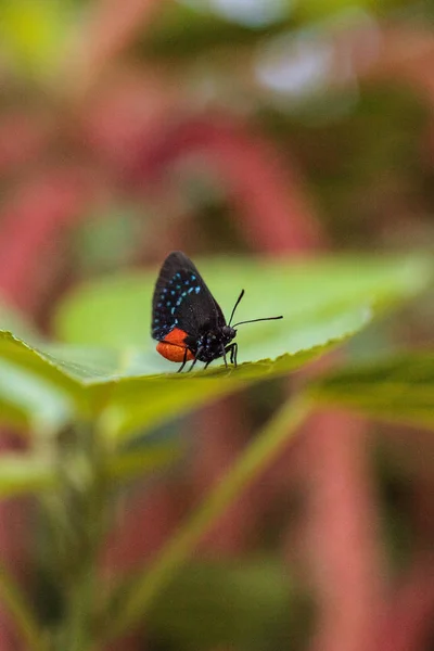 Fekete Narancssárga Piros Atala Pillangó Nevű Eumaeus Atala Ülőrudak Egy — Stock Fotó