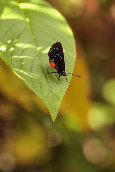 Mariposa Atala Negra Naranja Roja Llamada Eumaeus Atala Posa Sobre —  Fotos de Stock