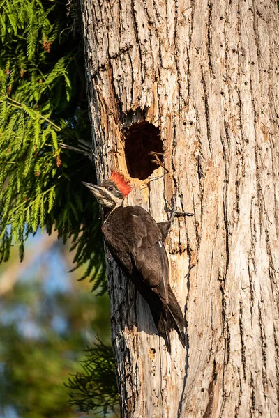 Πουλί Ενηλίκων Δρυοκολάπτης Pileated Dryocopus Pileatus Τρέφεται Κοτοπουλάκια Στην Τρύπα — Φωτογραφία Αρχείου