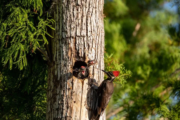 Erwachsene Pfeilspecht Vogel Dryocopus Pileatus Füttert Baby Küken Loch Einer — Stockfoto