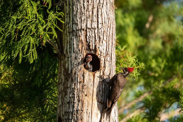 アダルト カンムリキツツキ鳥 Dryocopus Pileatus ナポリ フロリダ州のコーク スクリュー スワンプ自然保護区で松の木の穴に雛をフィードします — ストック写真