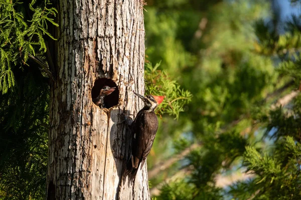 アダルト カンムリキツツキ鳥 Dryocopus Pileatus ナポリ フロリダ州のコーク スクリュー スワンプ自然保護区で松の木の穴に雛をフィードします — ストック写真