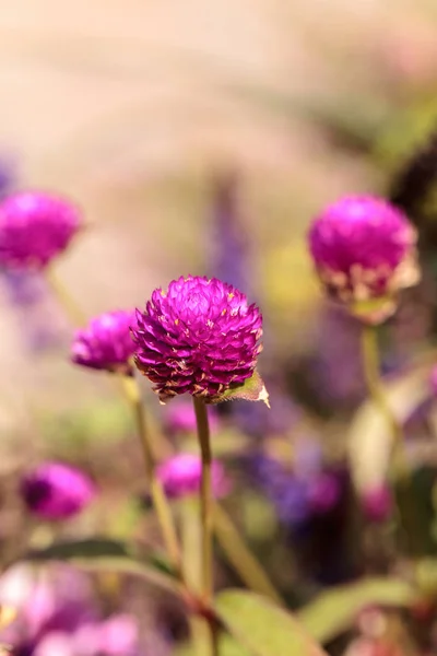 Gomphrena Globosa Flor Púrpura Florece Jardín Naples Florida — Foto de Stock