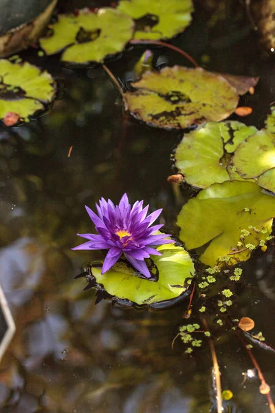 Blue Star Water Lirio Nymphaea Nouchali Florece Entre Las Almohadillas — Foto de Stock