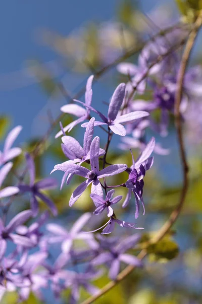 Flores púrpuras reinas corona Petrea volubilis —  Fotos de Stock