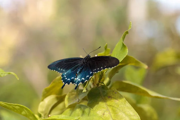 Pipevine Swallowtail Kelebek Beaten Philenor Kanatlarını Naples Florida Bir Kelebek — Stok fotoğraf