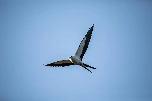 Flying Swallow Tailed Kite Coleta Musgo Espanhol Para Construir Ninho — Fotografia de Stock