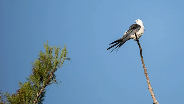 Swallow Tailed Kite Perches High Tree Preens His Feathers Corkscrew — Stock Photo, Image
