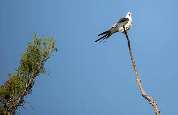Schwalbenschwanz Drachen Hockt Hoch Einem Baum Und Zieht Seine Federn — Stockfoto