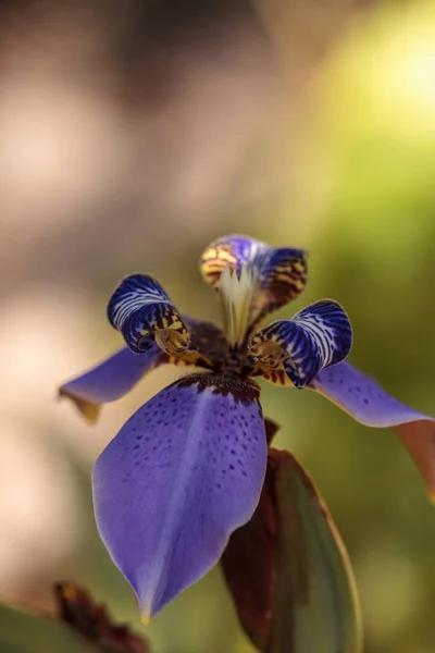 Íris Caminhando Roxo Neomarica Caerulea Floresce Jardim Botânico Nápoles Flórida — Fotografia de Stock