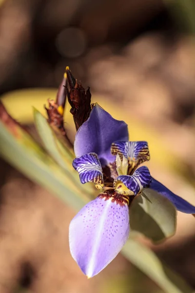Purple Walking Iris Neomarica Caerulea Цветет Ботаническом Саду Феллесе Штат — стоковое фото