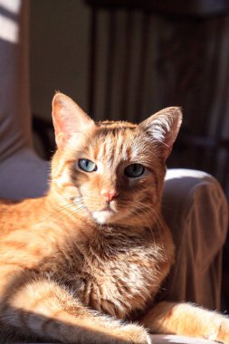 Orange domestic cat relaxes in the sun on a chair clipart