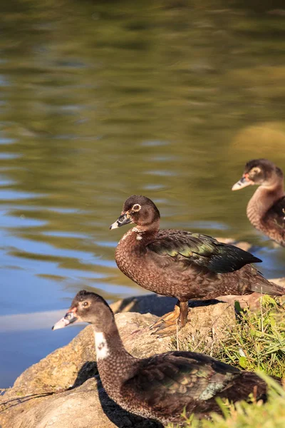 Juvenile Muscovy duck Cairina moschata flock — Stockfoto