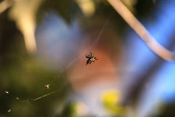 刺鼻的Orb-Weaver蜘蛛Gasteracantha cancriformis捕捉到了一个小瓶 — 图库照片