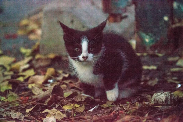 Stray kitten creeps along the ground — Stockfoto