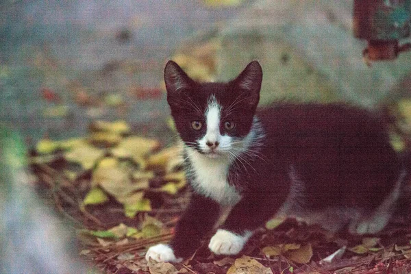 Stray kitten creeps along the ground — Stockfoto