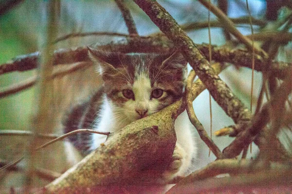 Cute Stray kitten climbs a tree — Stockfoto