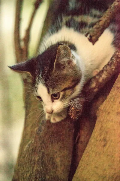 Cute Stray kitten climbs a tree — Stockfoto