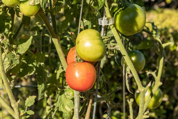 Tomates herederos Solanum lycopersicum —  Fotos de Stock