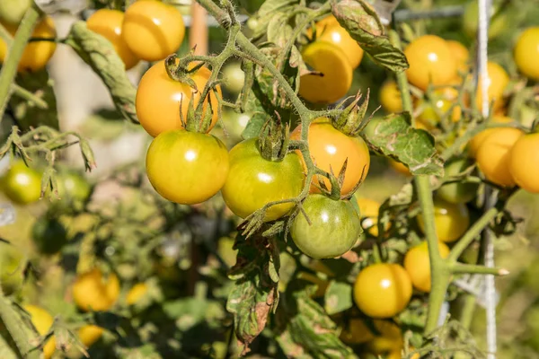 Tomates cherry amarillos también llamados tomates de uva llamados Lycopers —  Fotos de Stock