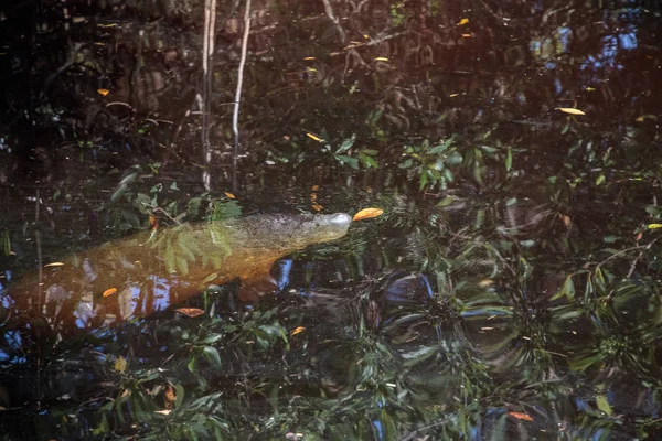 Kleine lamantijn trichechus manatus latirostris — Stockfoto