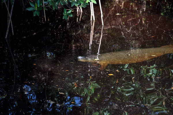 Peixe-boi trichechus manatus latirostris — Fotografia de Stock