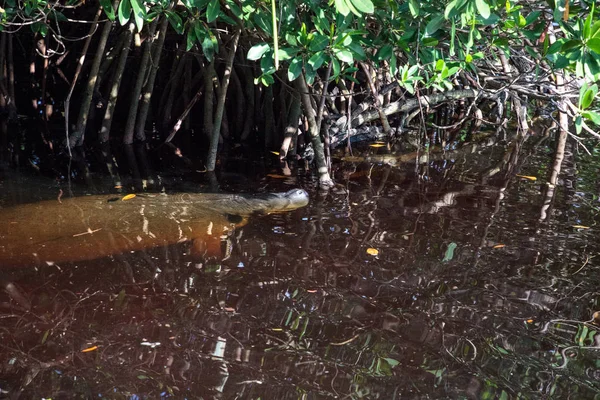 Anya lamantin trichechus manatus latirostris bujkál között m — Stock Fotó