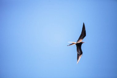 Erkek muhteşem fregatebird Fregata uçan kuşu büyütür. 
