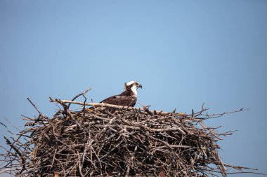 Dişi balık kartalı Pandion haliaetus bir yuvaya tünemiş.