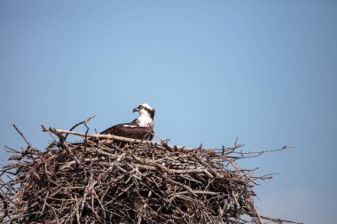 Dişi balık kartalı Pandion haliaetus bir yuvaya tünemiş.