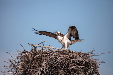 Dişi balık kartalı Pandion haliaetus bir yuvaya tünemiş.