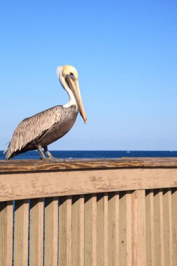Kahverengi Pelican Pelecanus oksidentalis alımı