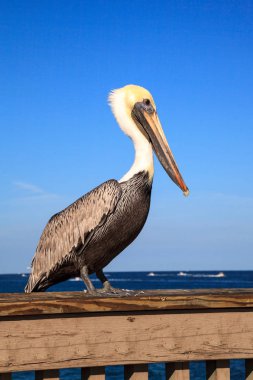 Kahverengi Pelican Pelecanus oksidentalis alımı