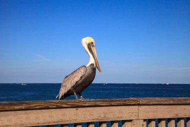 Kahverengi Pelican Pelecanus oksidentalis alımı