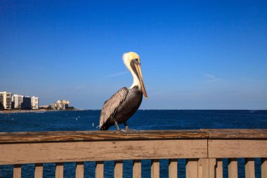 Kahverengi Pelican Pelecanus oksidentalis alımı
