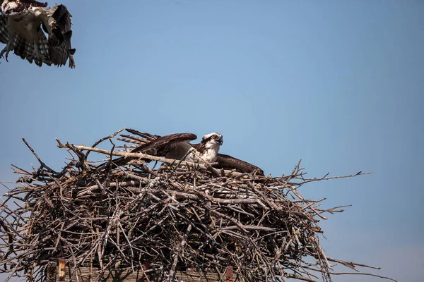 Zwei Fischadler pandion haliaetus kämpfen um ein Nest — Stockfoto