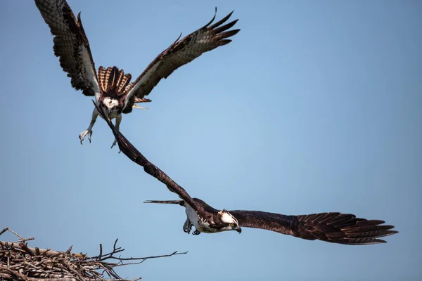 Zwei Fischadler pandion haliaetus kämpfen um ein Nest — Stockfoto