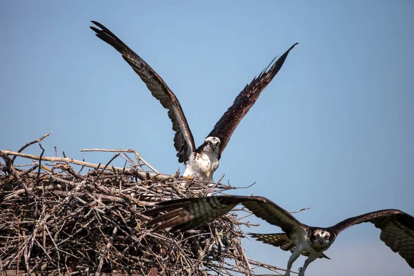 Zwei Fischadler pandion haliaetus kämpfen um ein Nest — Stockfoto