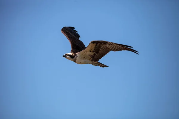 Летающий оспех Pandion haliaetus на острове Марко — стоковое фото