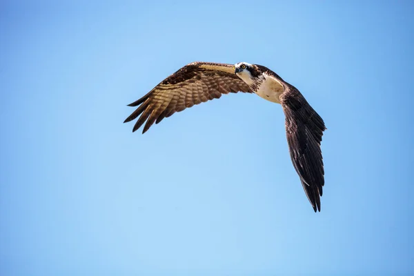 Flying osprey Pandion haliaetus on Marco Island — 스톡 사진