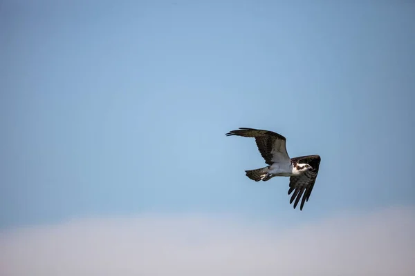 Flying osprey Pandion haliaetus on Marco Island — 스톡 사진